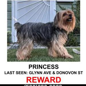 Lost Dog Princess