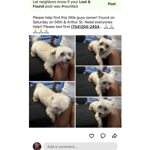 Found Dog Unknown