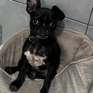 Lost Dog Storm “Firu”
