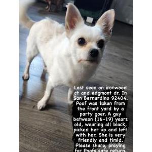Lost Dog Poof