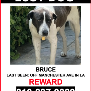 Lost Dog BRUCE