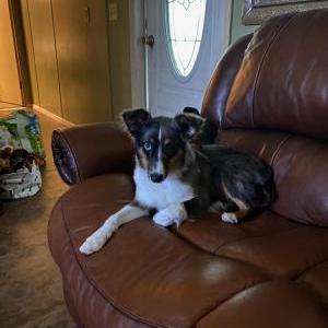 Lost Dog Chloe Cardenas
