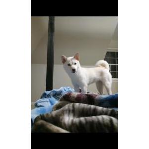 2nd Image of Chi-Chi, Lost Dog