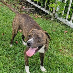 Found Dog unknown