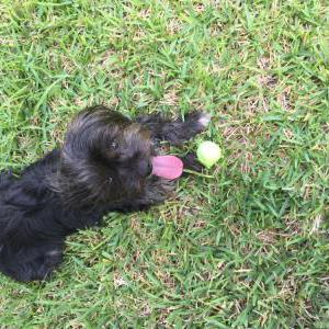 Lost Dog Grizz