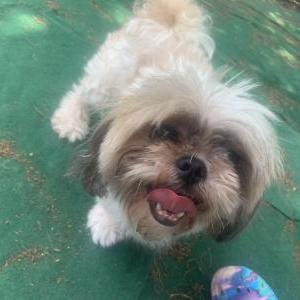 Found Dog Unknown