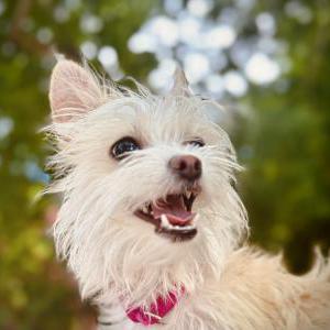 Lost Dog Vivi