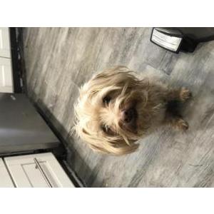 Lost Dog Marley