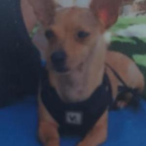 Lost Dog PAPPY