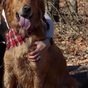 Lost Dog Jake