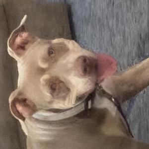 Lost Dog Tulliya
