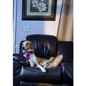 Lost Dog Riley