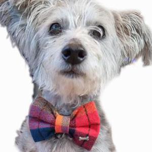 Lost Dog Beasley