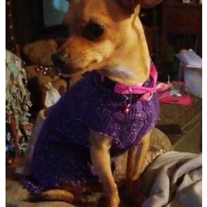 Lost Dog Dolly