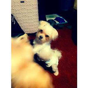 Lost Dog Chloe
