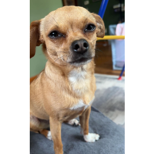 Lost Dog Pancho