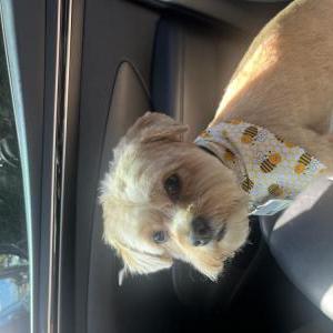Lost Dog Chewt