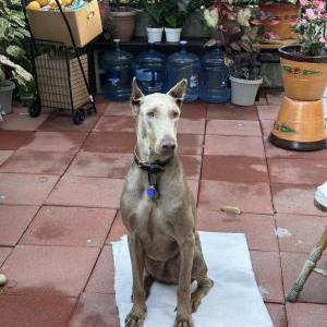 Lost Dog Checo