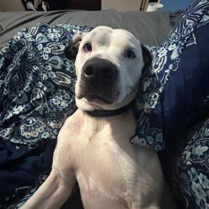 Lost Dog Romeo