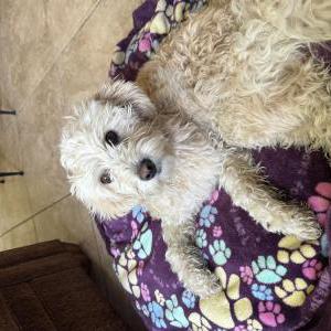 Found Dog Unknown