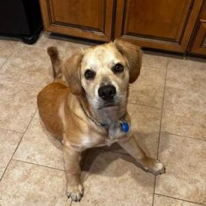 Found Dog Unknown