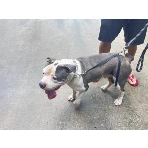 Found Dog Unknown