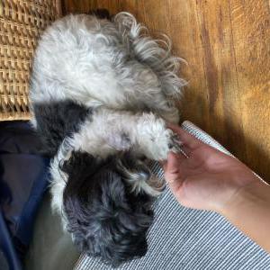 Found Dog Cookie