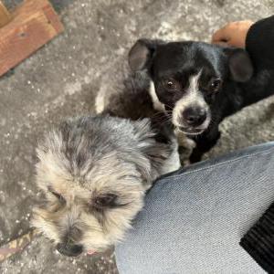 Lost Dog Unknown