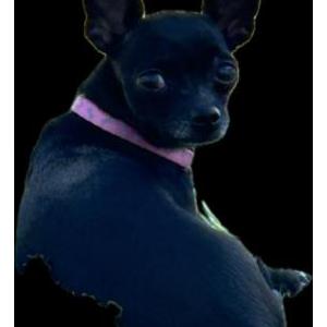 Lost Dog Alaska