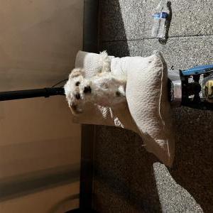 Lost Dog jack
