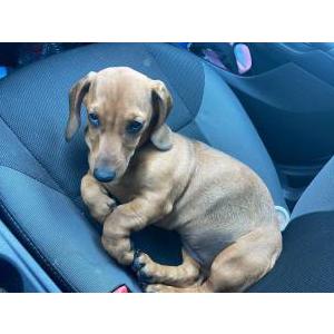 Lost Dog Lilo