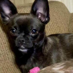 Lost Dog Bebe