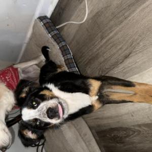 Lost Dog Zola