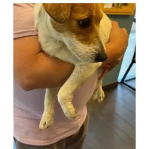Found Dog Unknown