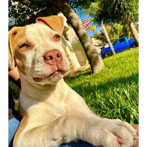Lost Dog Harley