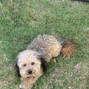 Lost Dog Rose