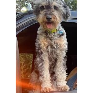 2nd Image of Wrangler, Lost Dog