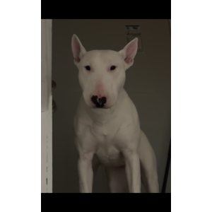 Lost Dog Snow