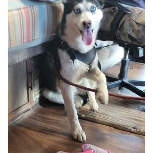 Lost Dog .