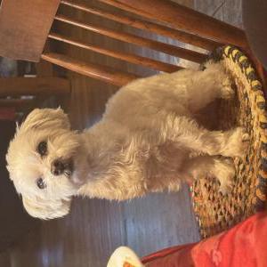 Lost Dog Nugget