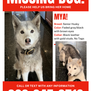 Lost Dog Mya
