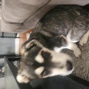 Lost Dog Sunny
