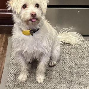 Lost Dog Max