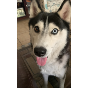 Lost Dog Mylo