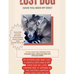 Lost Dog Nala