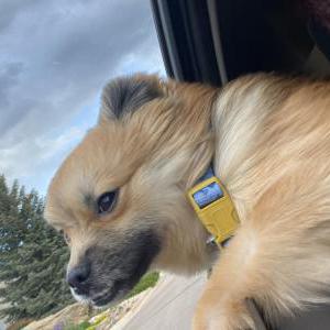 Lost Dog charlie