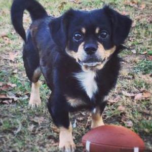 Lost Dog Boots
