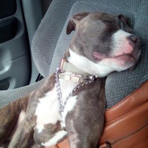 Lost Dog Nike