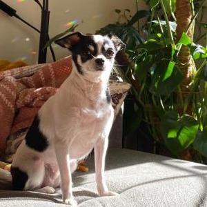 Lost Dog Morella