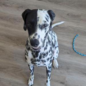 Lost Dog Etta